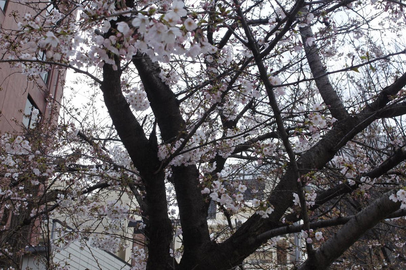 写真 #17