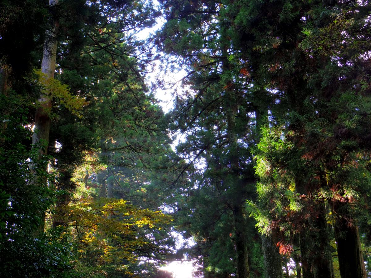 写真 #18