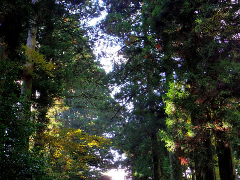 写真 #18