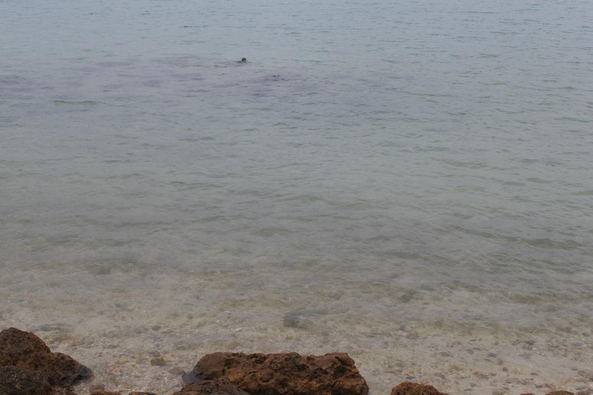 千葉の海